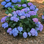 Hydrangeas for Small Spaces