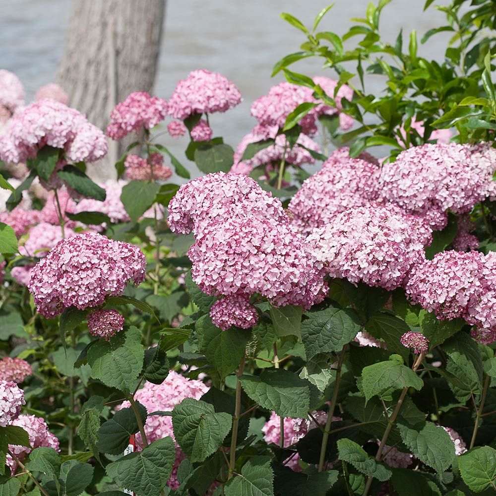 Hydrangea arborescens Incrediball® Blush White Flower Farm