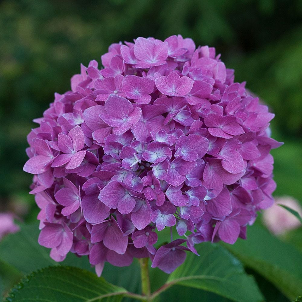 Hydrangea macrophylla Let's Dance® Rave®