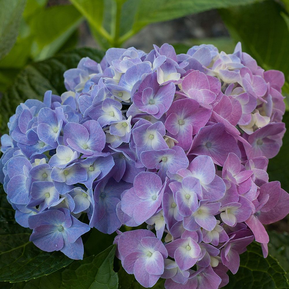 Hydrangea macrophylla Let's Dance® Blue Jangles® | White Flower Farm
