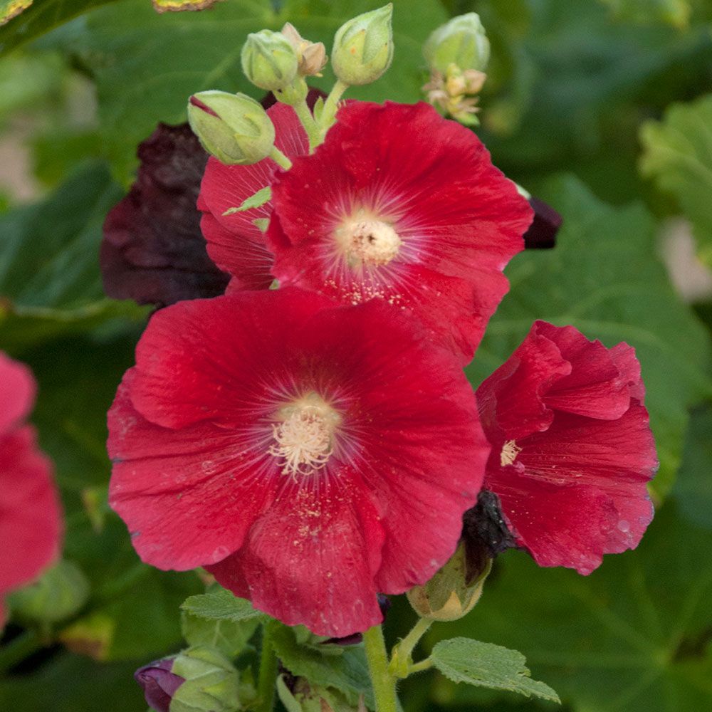 Alcea rosea 'Mars Magic'