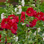  Alcea rosea 'Mars Magic'