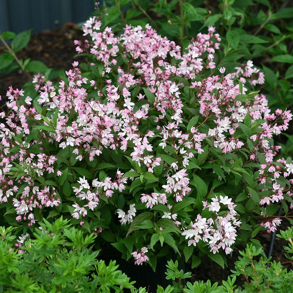 Deutzia Yuki Cherry Blossom White Flower Farm