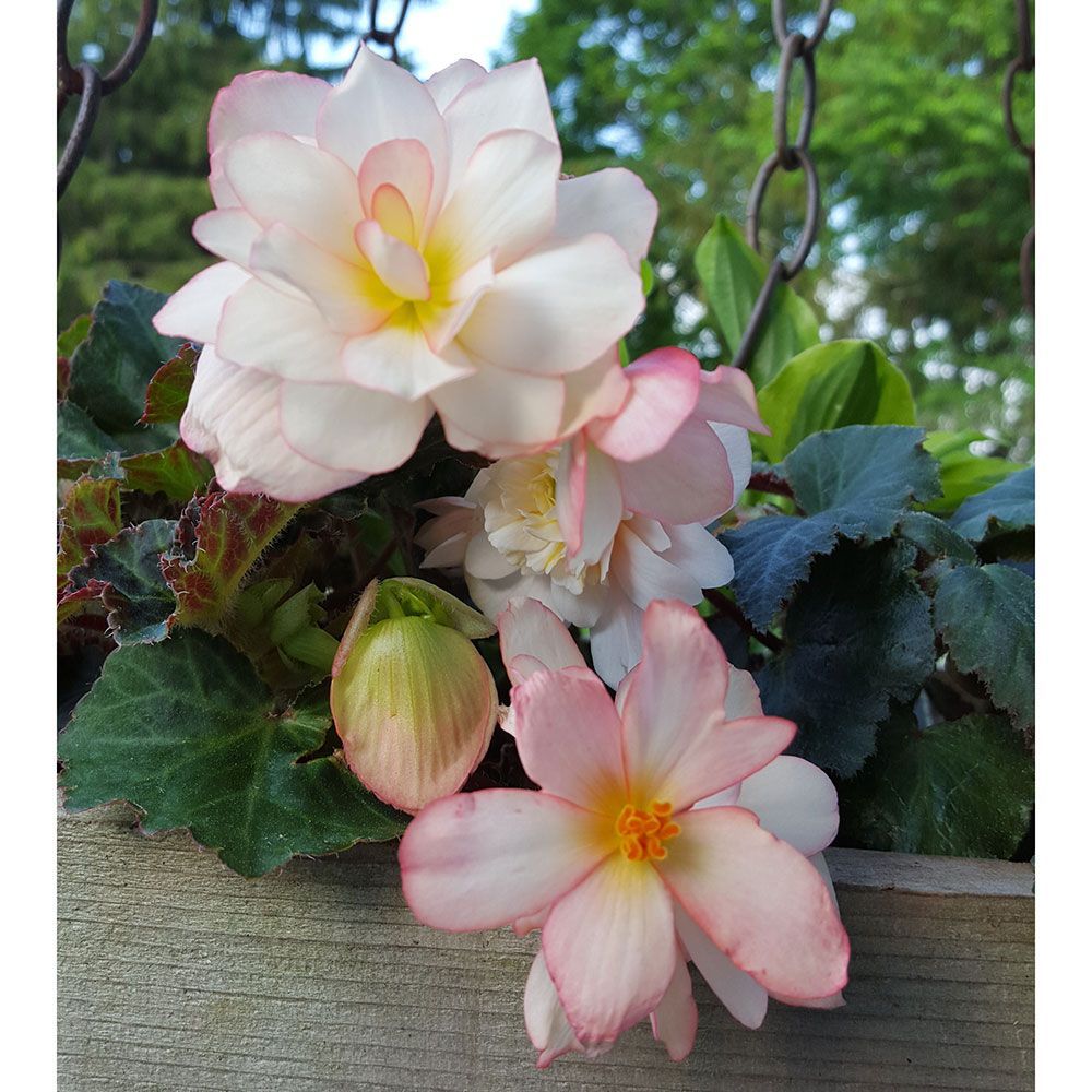 All Annuals White Flower Farm