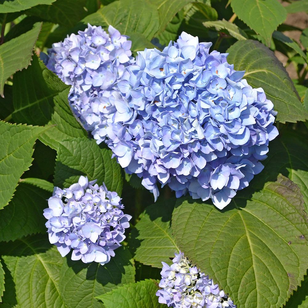 Hydrangea macrophylla Nantucket Blue™ | White Flower Farm