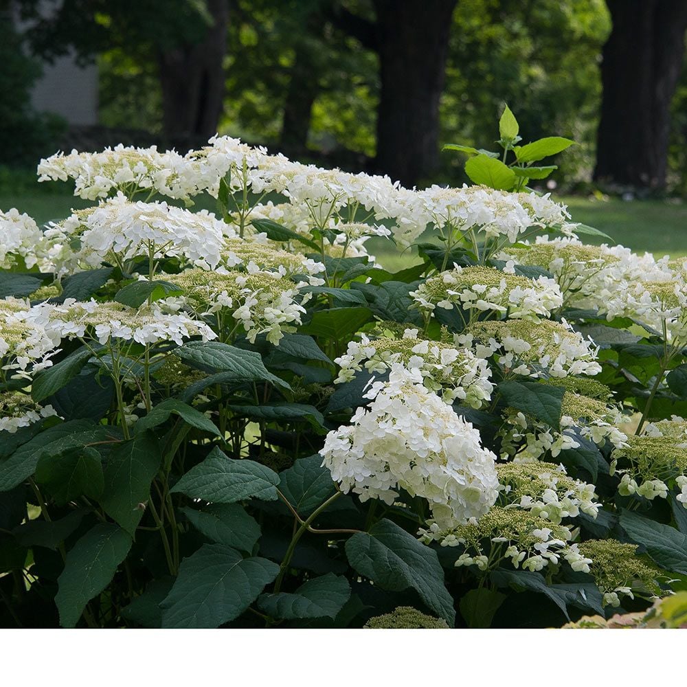 Hydrangea arborescens 'Haas' Halo' White Flower Farm