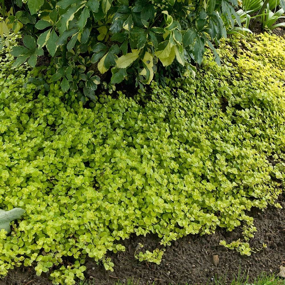 Lysimachia nummularia 'Aurea'