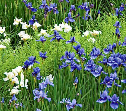 Classic Preplanned Perennial Gardens White Flower Farm