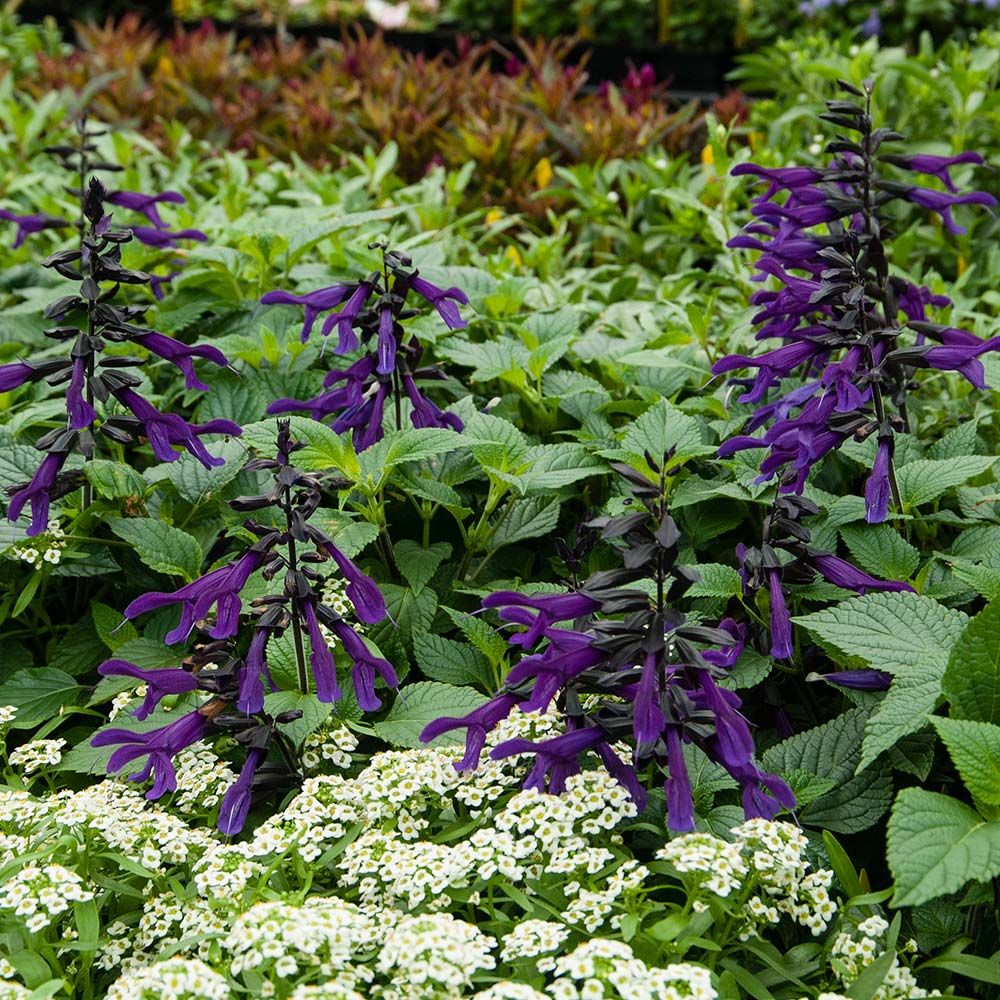 Salvia Amistad | White Flower Farm
