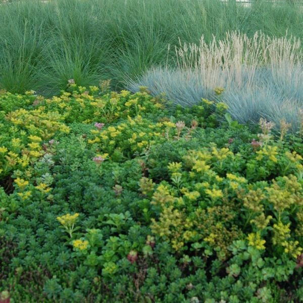 Sedum Tile® Color Splash White Flower Farm