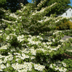  Viburnum plicatum tomentosum 'Shasta'