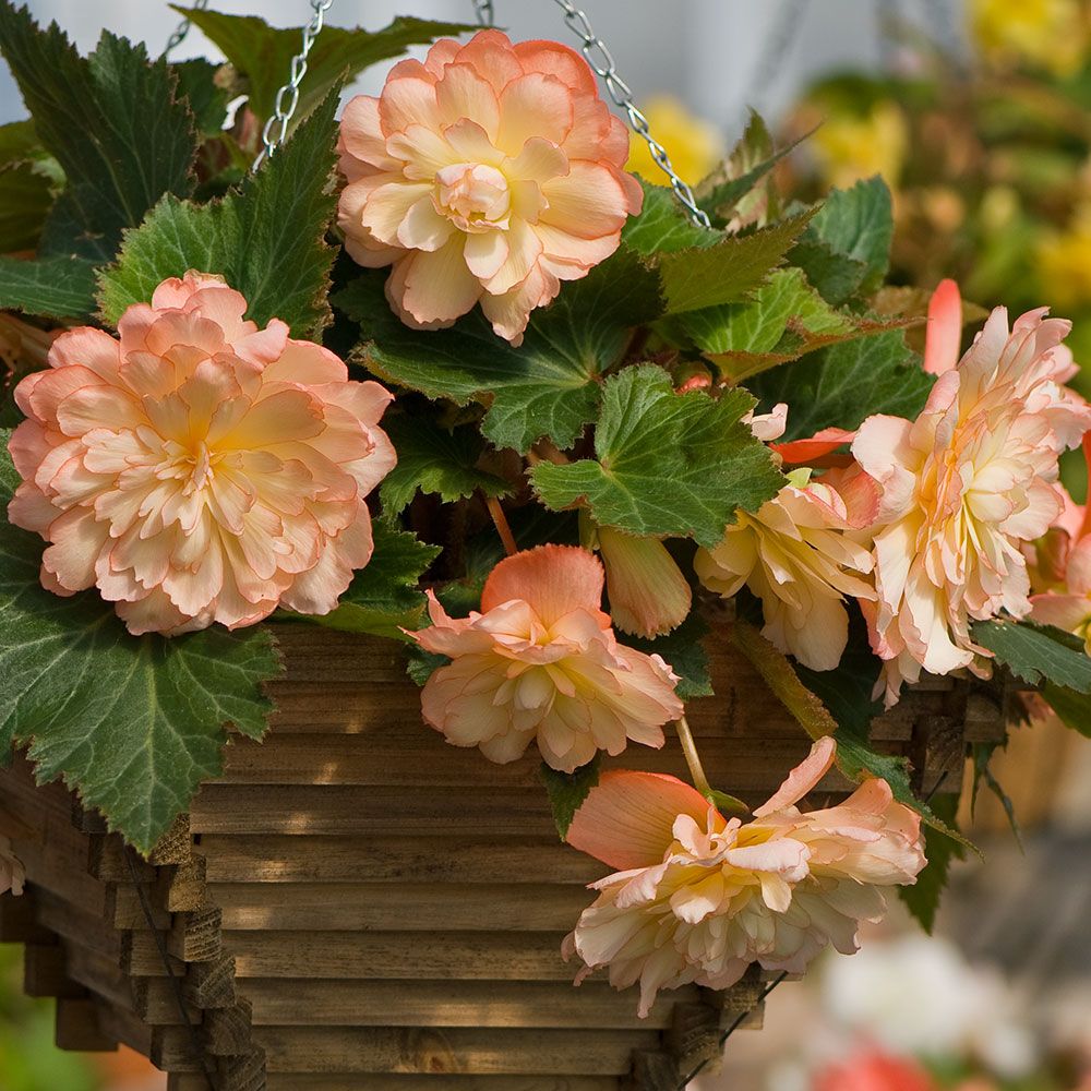 Begonia Scentiment® Sunrise White Flower Farm