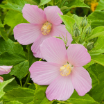  Hibiscus moscheutos