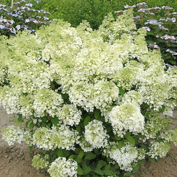 Hydrangea paniculata Bobo® White Flower Farm