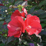  Hibiscus 'Midnight Marvel'