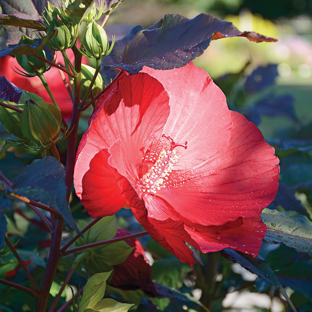 Hibiscus Midnight Marvel White Flower Farm