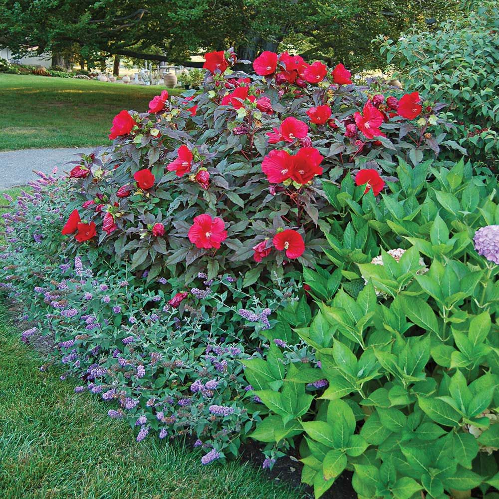 Hibiscus Midnight Marvel White Flower Farm