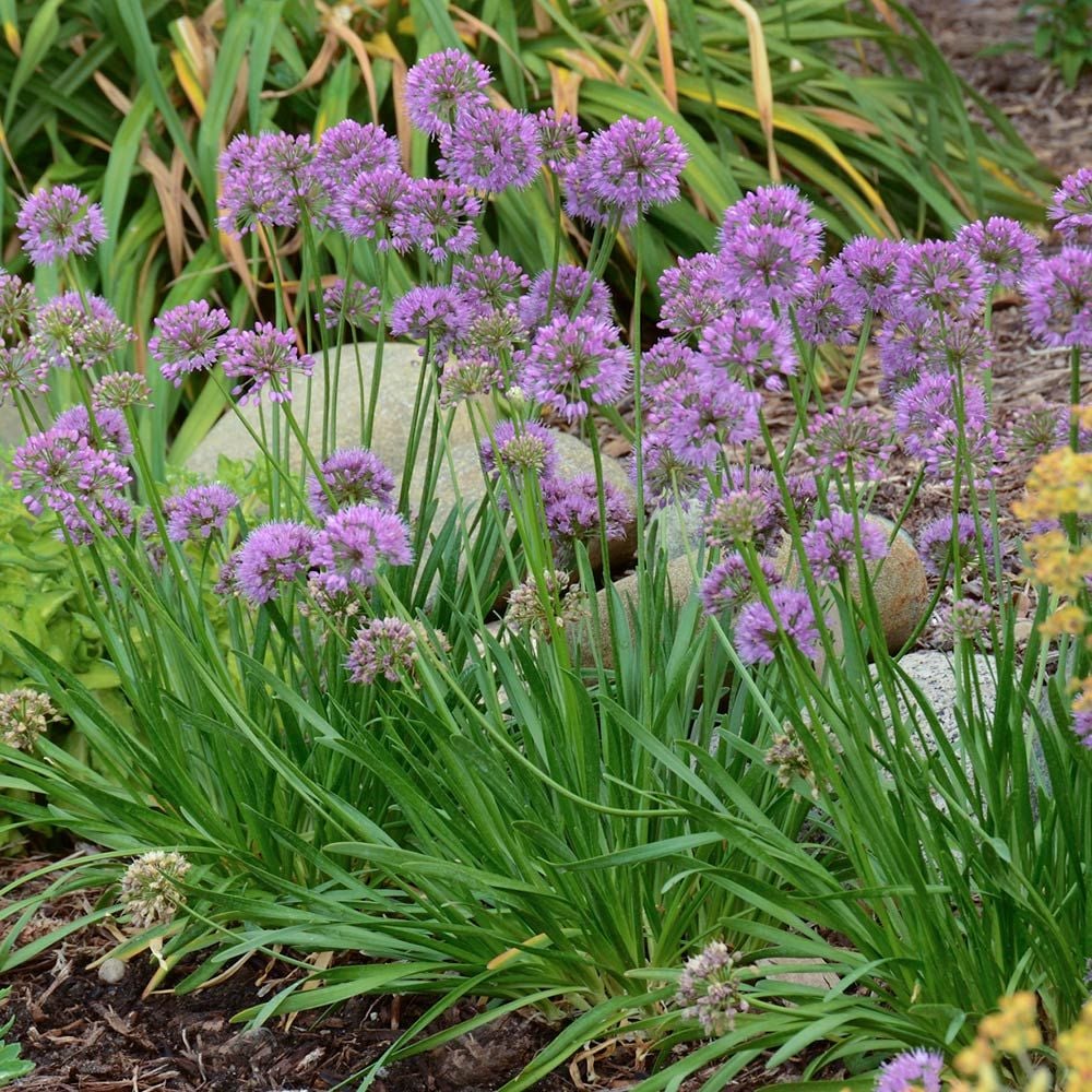 Allium Millenium Millenium Flowering Onion Millenium Ornamental