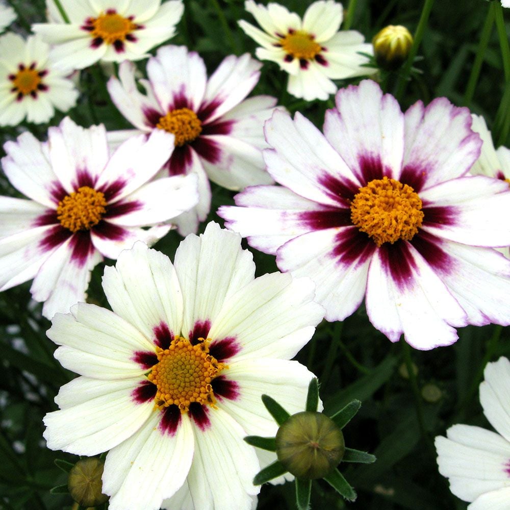 Coreopsis Big Bang&#8482; 'Star Cluster'