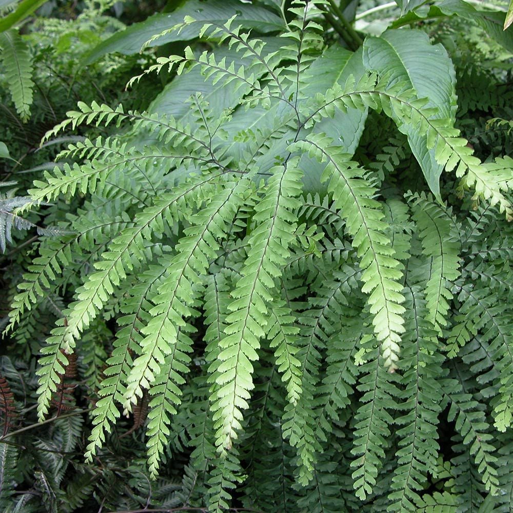 Adiantum pedatum - Maidenhair Fern