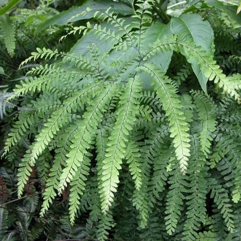  Adiantum pedatum - Maidenhair Fern