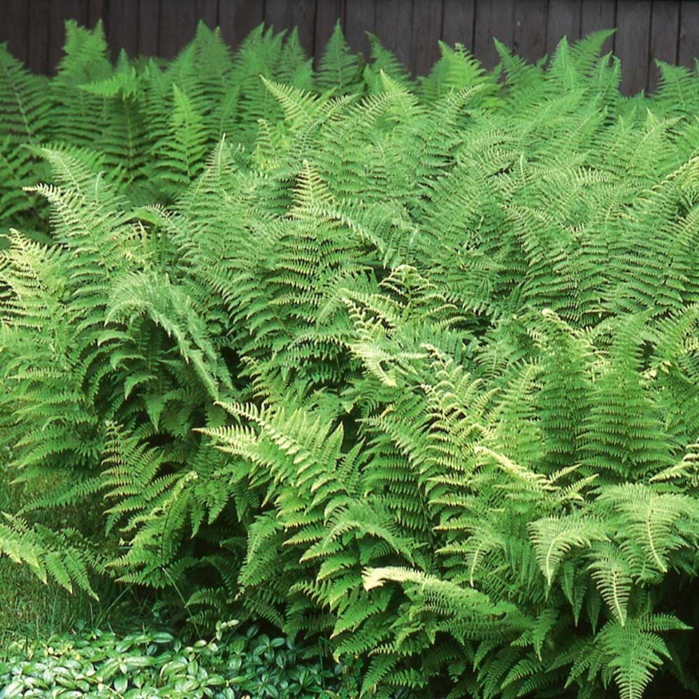 Dennstaedtia punctilobula