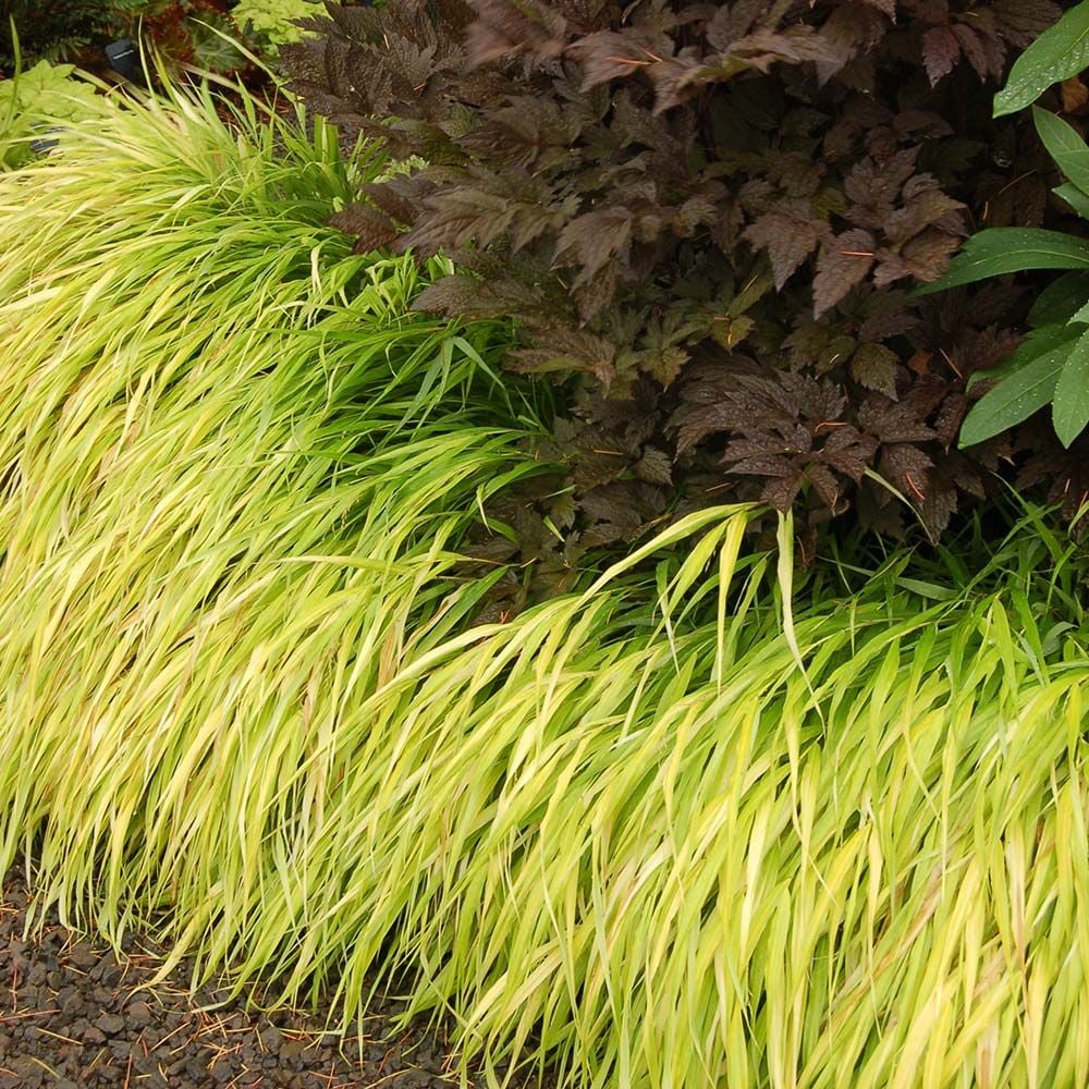 Ornamental Grass: Hakonechloa macra 'All Gold'