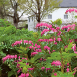  Dicentra spectabilis