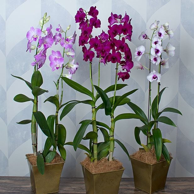 Three Months of Dendrobium Orchids - Grower's Choice | White