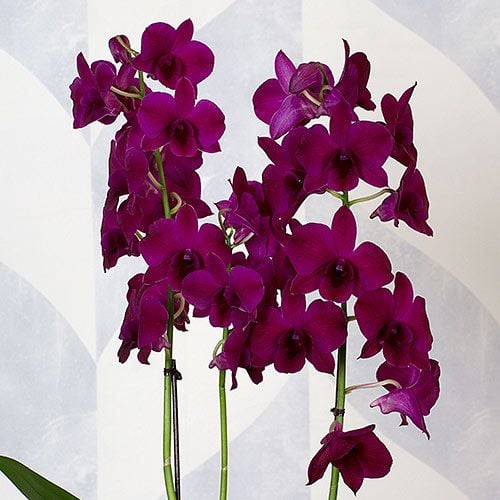 Three Months of Dendrobium Orchids - Grower's Choice