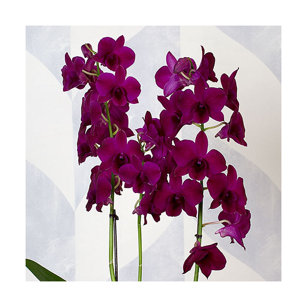 Three Months of Dendrobium Orchids - Grower's Choice | White
