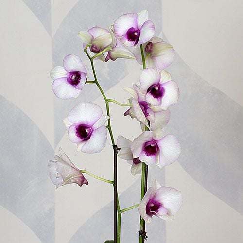 Three Months of Dendrobium Orchids - Grower's Choice