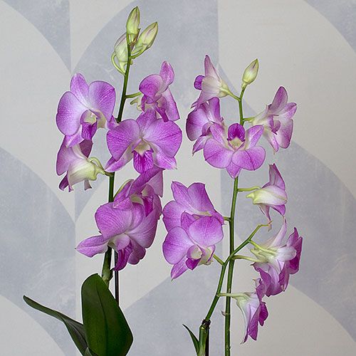 Three Months of Dendrobium Orchids - Grower's Choice | White