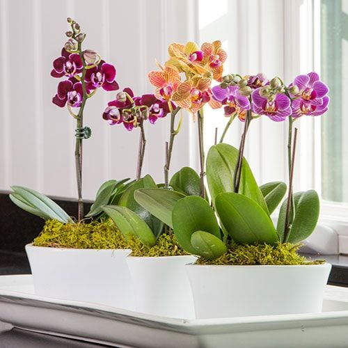 Three Months of Mini Moth Orchids