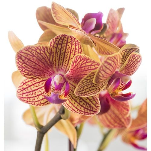 Three Months of Mini Moth Orchids