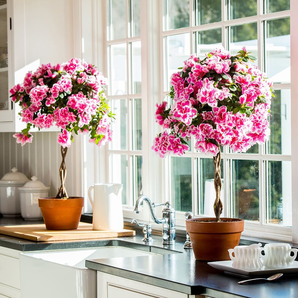 Azalea Topiary, pink picotee