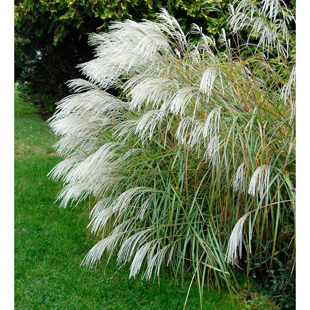 Miscanthus sinensis Silver Feather White Flower Farm