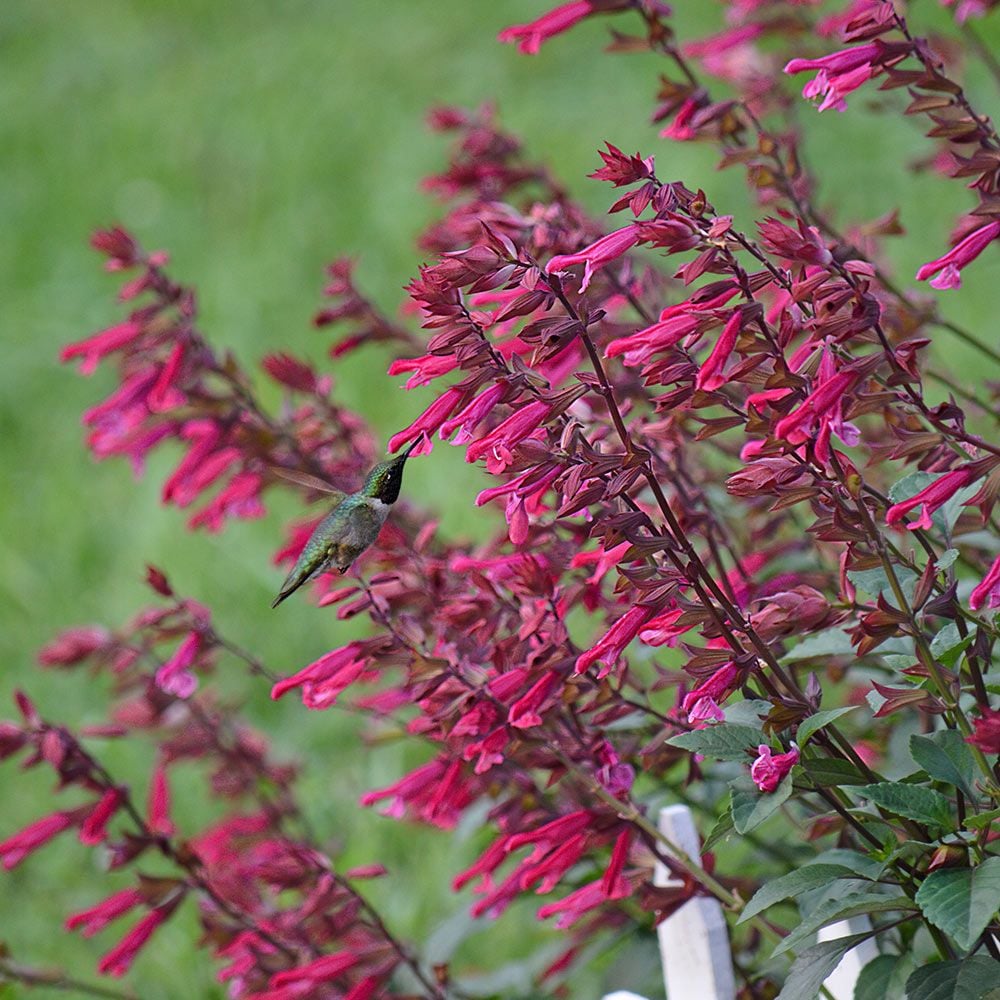 Salvia 'Wendy's Wish'