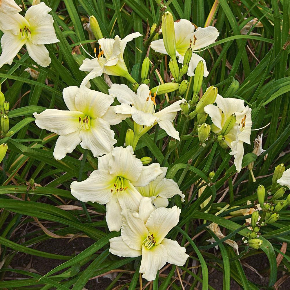 Unique 50 Daylilies Hemerocallis White Flower Farm