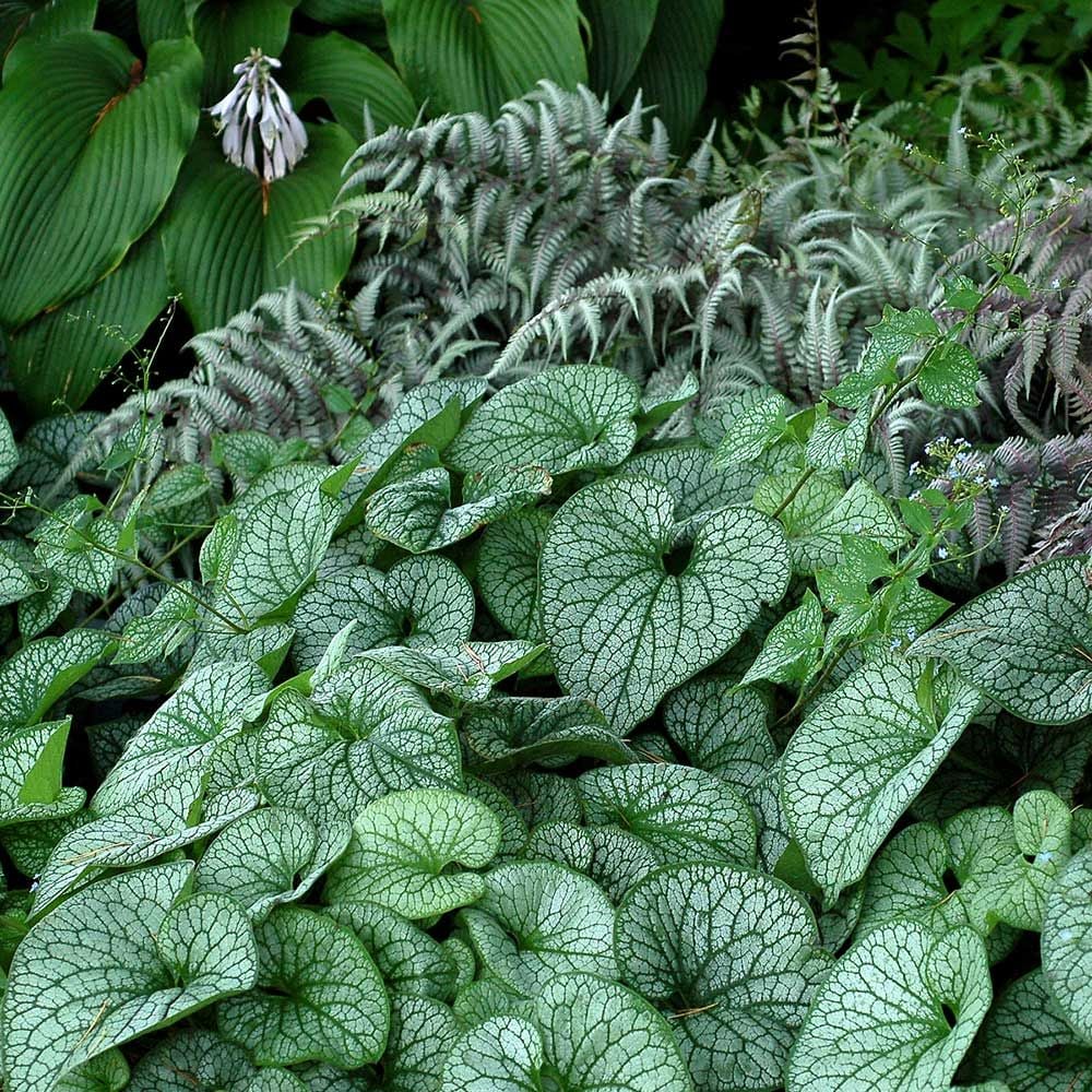 fast plants spray perfect plantista natural houseplant insecticide