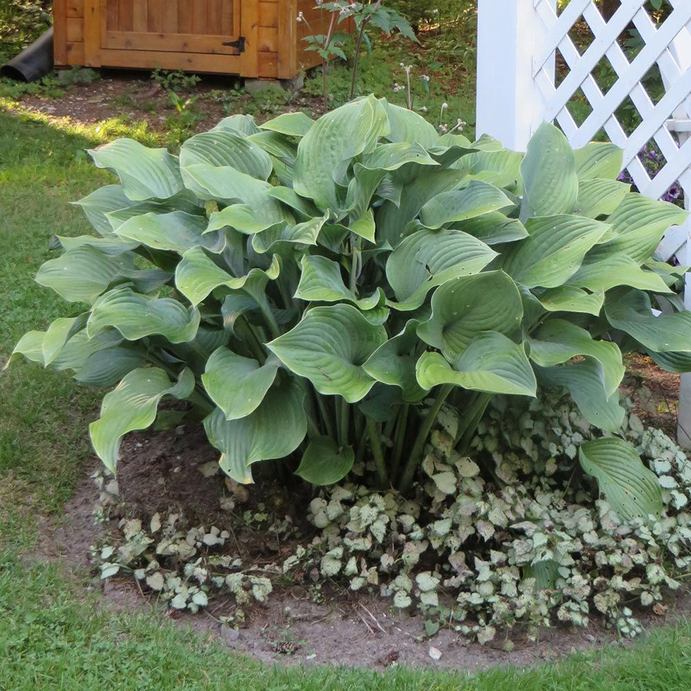 Krossa Regal Hosta: A Regal Shade Garden Gem