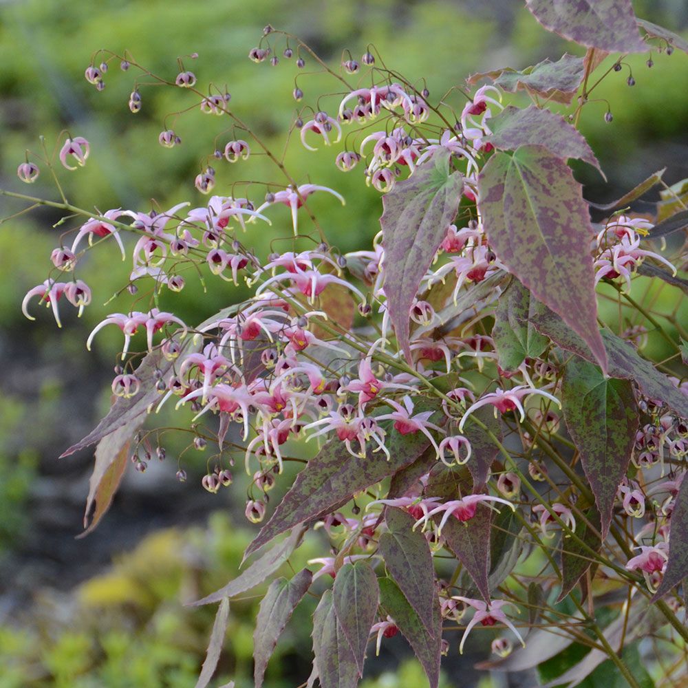 Epimedium 'Pink Champagne'