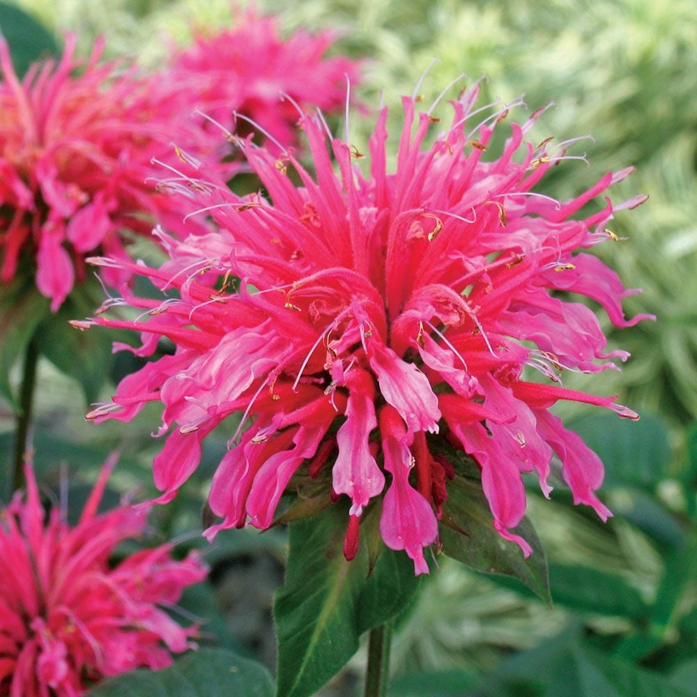 Monarda didyma 'Coral Reef'