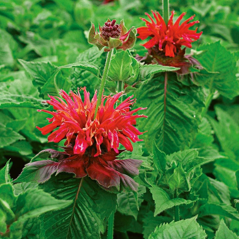 Monarda 'Fireball'