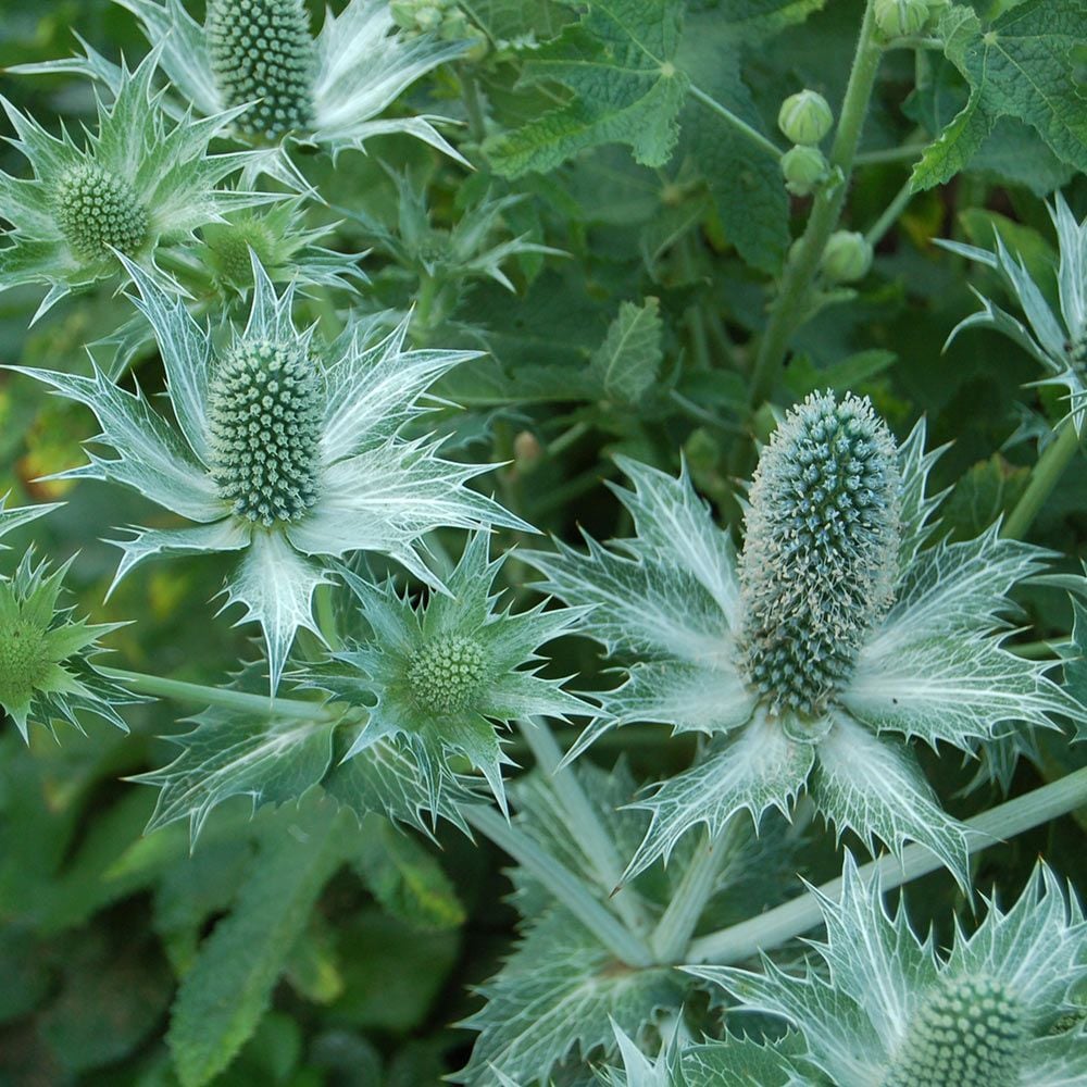 Eryngium giganteum Miss Willmott's Ghost White Flower Farm