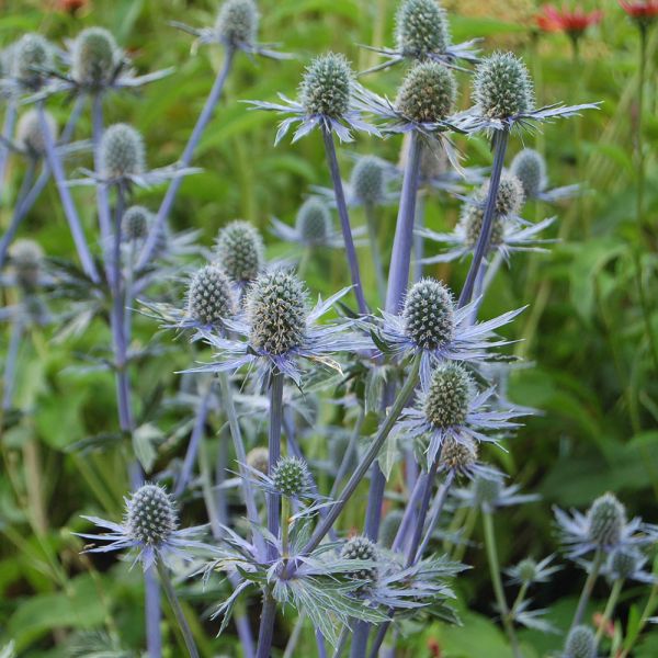 Eryngium Sapphire Blue White Flower Farm