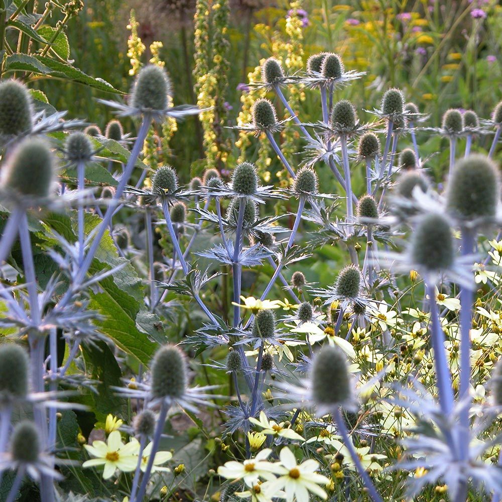 Eryngium Sapphire Blue | White Flower Farm