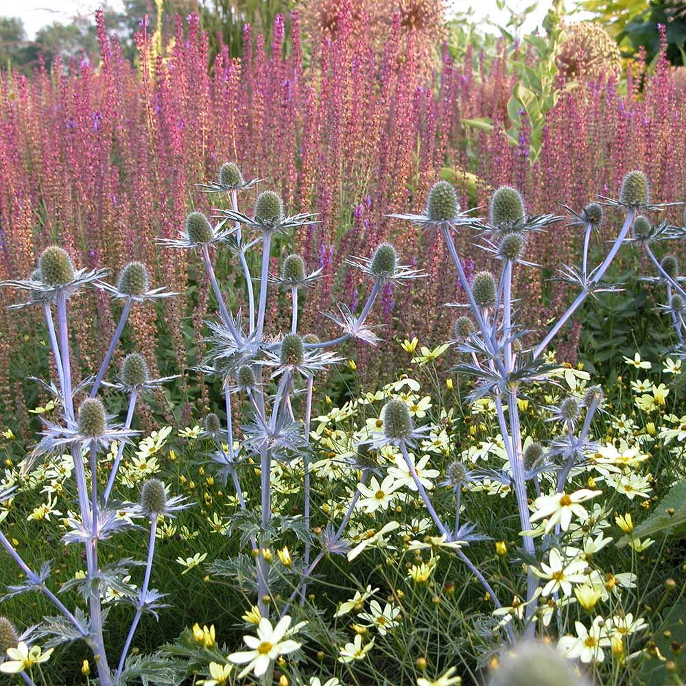 Eryngium Sapphire Blue | White Flower Farm