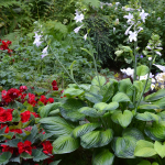  Hosta 'Guacamole'
