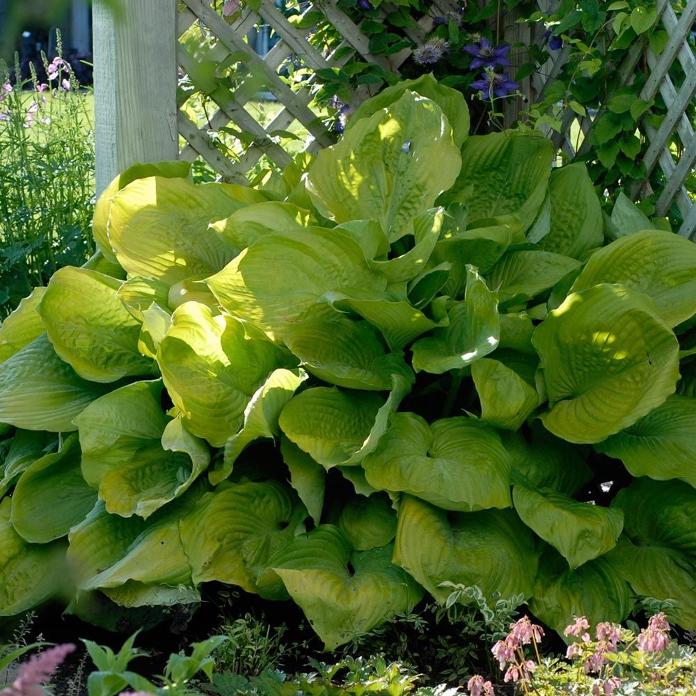 Hosta 'Sum and Substance'